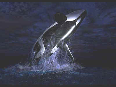 orca.jpg (9784 bytes)